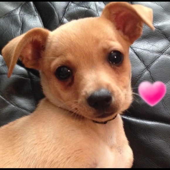 Meet your Posher - Picture 1 of 1